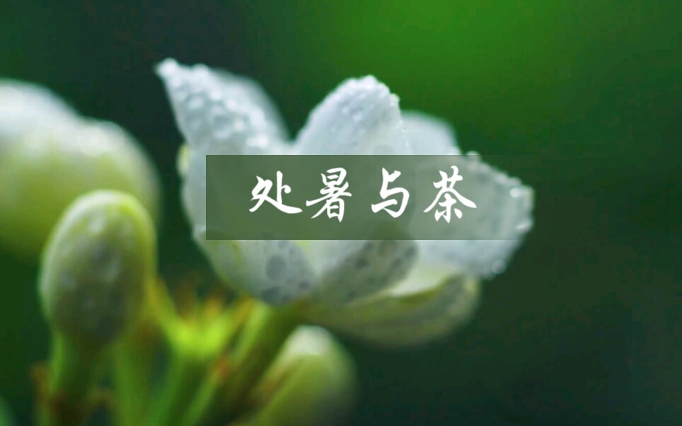 二十四节气|聊聊处暑节气与茶哔哩哔哩bilibili