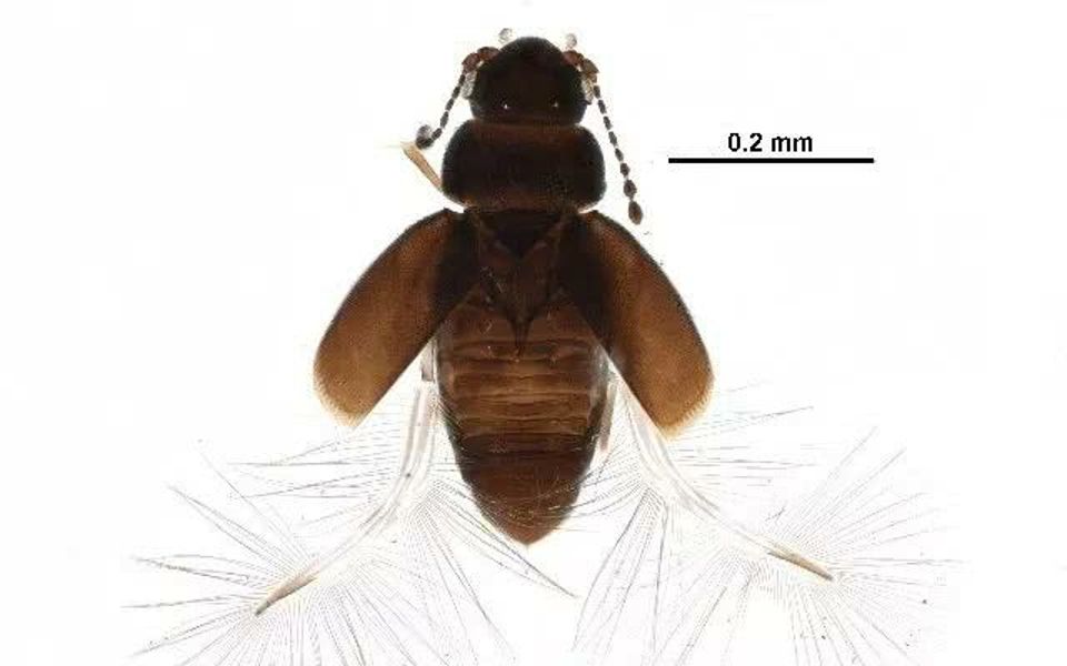 缨甲科甲虫的展翅及缩回后翅