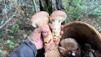 独自一人去深山老林捡松茸，刚上山就觉得不对劲，赶紧走！