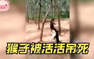 Descargar video: 猴子进村搞破坏，被暴怒的村民活活吊死，然后剁了喂狗！