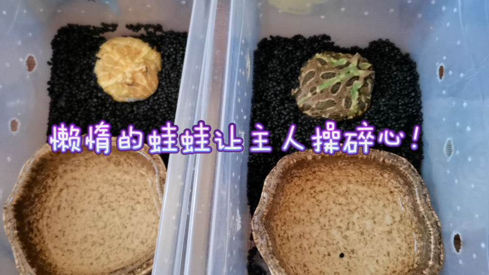 角蛙土养嗜睡据食!真的麻烦!哔哩哔哩bilibili