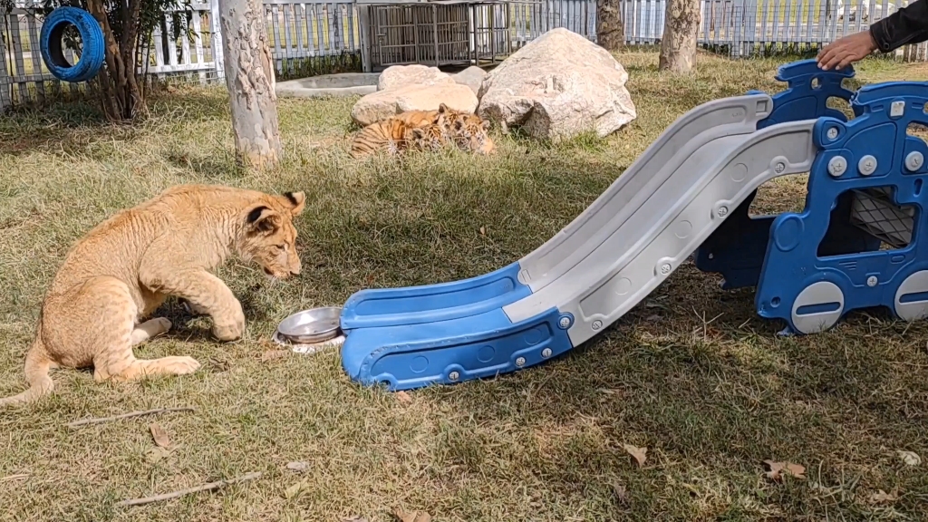 草原之王小狮子,竟然和滑梯来了一场世纪大战,最后始作俑者被爆揍