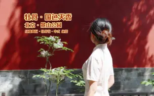 Télécharger la video: 【红墙黄瓦和牡丹花绝配】唯有牡丹真国色，花开时节动京城。唯有红墙黄瓦可衬牡丹的国色天香，北京景山公园牡丹花盛放20240420实拍