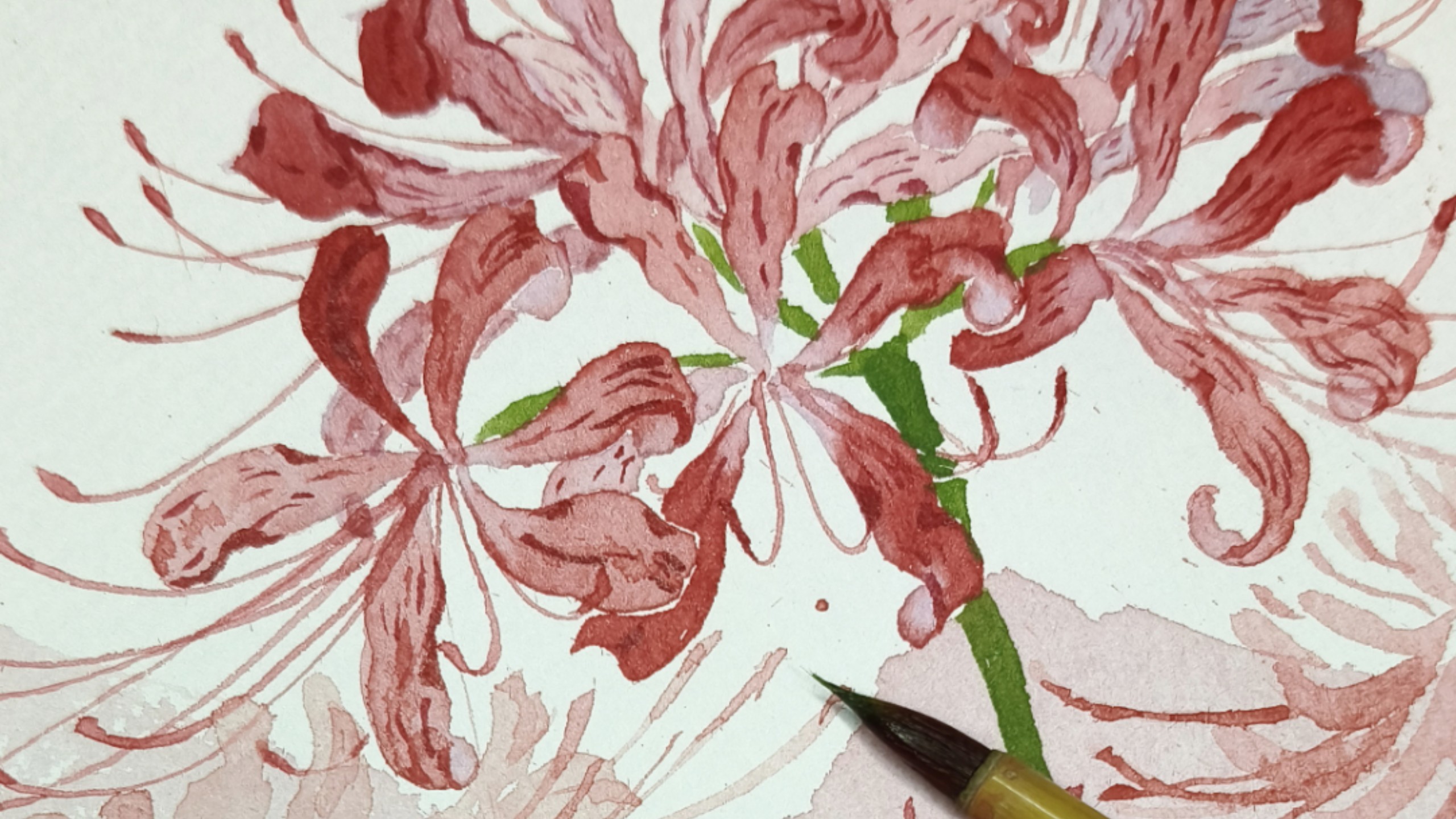 彼岸花绘制过程