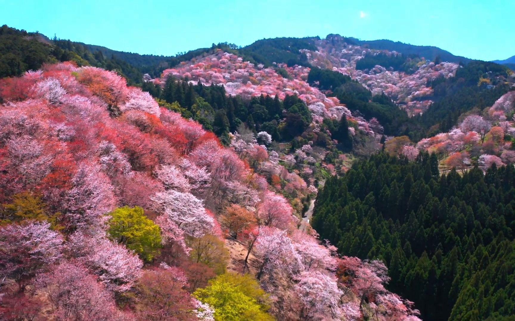奈良県】吉野山桜 | drone aerial yoshino cherry blossoms