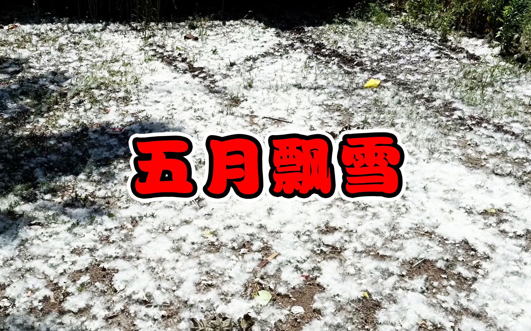 5月天,飘大“雪”?院子里的小动物们差点被埋了!哔哩哔哩bilibili