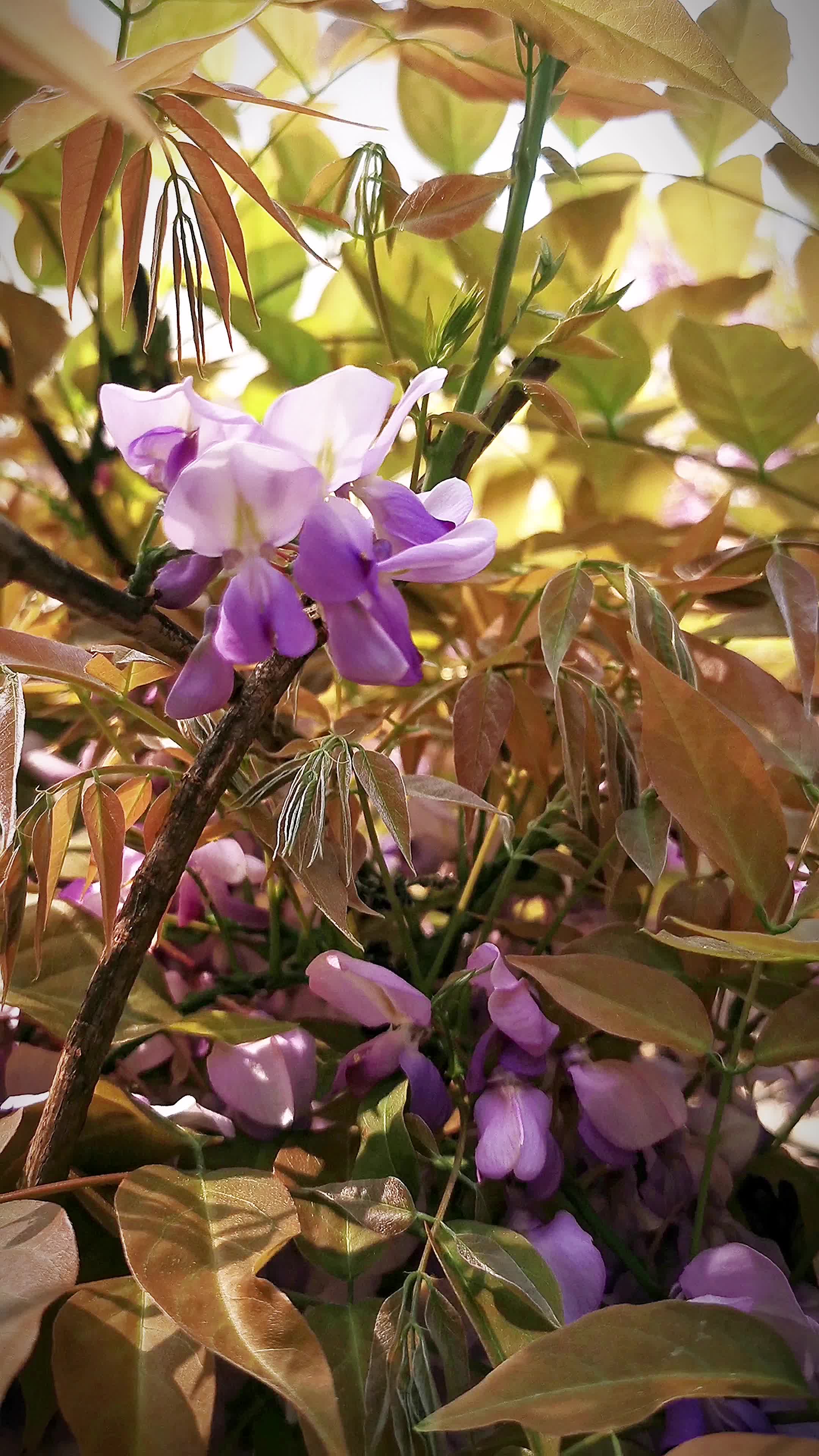 活動 野花香自度,似識幽人處