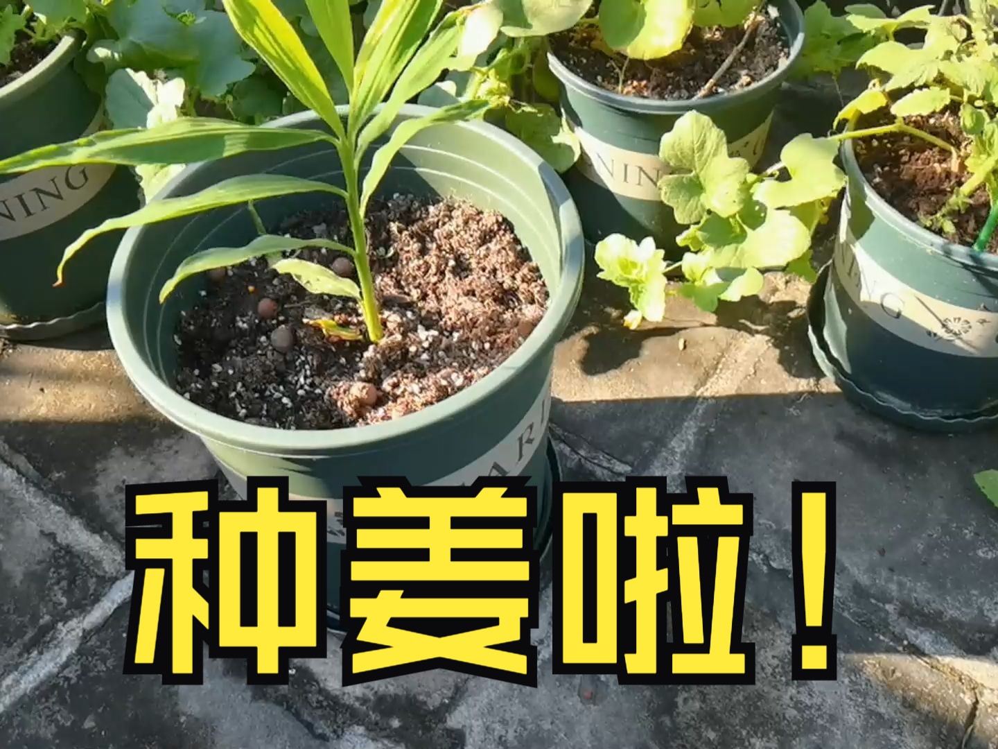 【天台菜园】菜园一片绿油油的,成熟的时候快到了,今天天空真的很蓝.哔哩哔哩bilibili