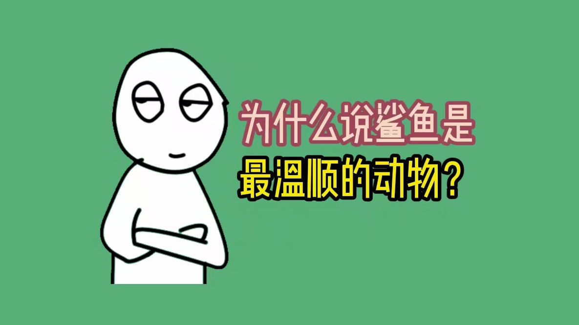 为什么说鲨鱼是最温顺的动物?哔哩哔哩bilibili