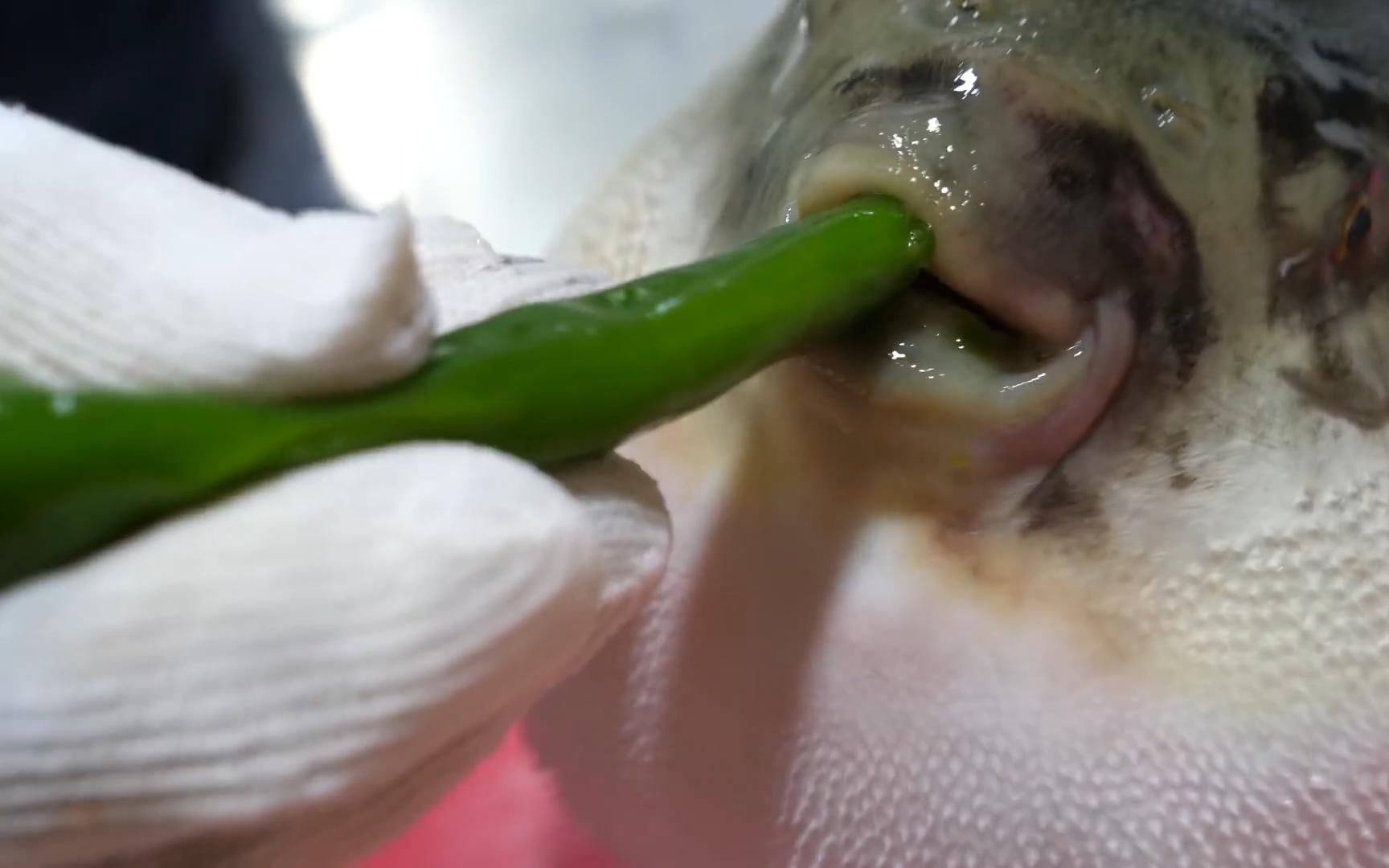 第一视角沉浸式解剖河豚和制作,看完感觉我也行了