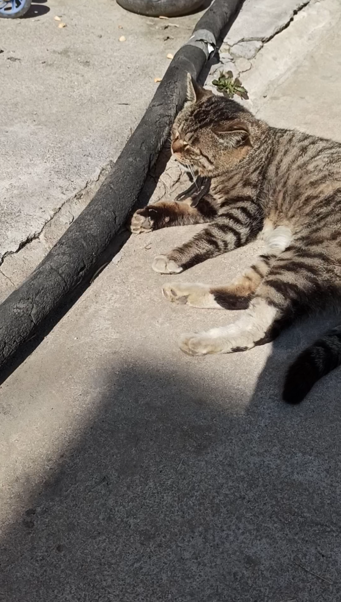 农村小土猫,脸大脖子粗