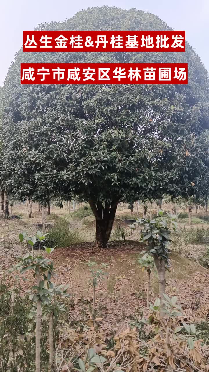 辽宁金桂树供应 #四川桂花树 #安徽金桂树 #湖南金桂树 #云南丹桂树
