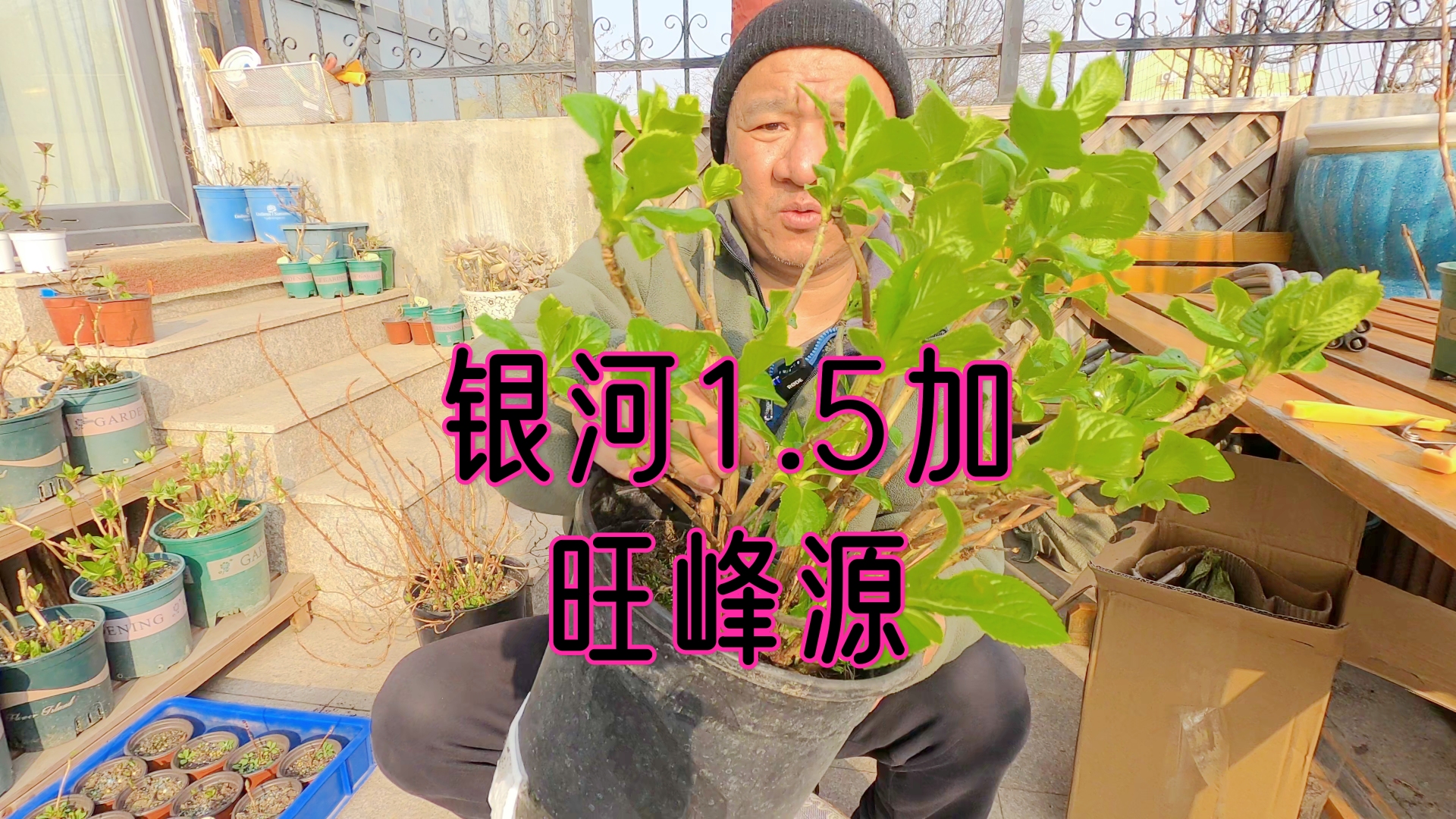 评测旺峰源1.5加仑银河绣球,兴奋又窝心!哔哩哔哩bilibili