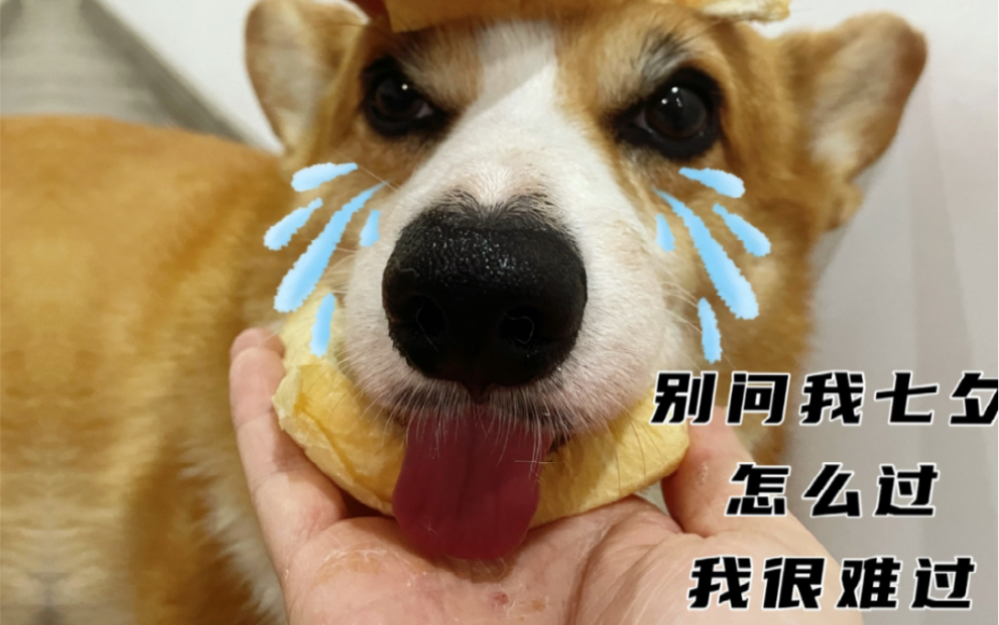 一只单身狗的独白