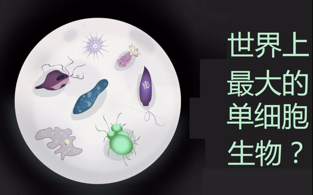 【TEDEd】世界上最大的单细胞生物是什么?@圆桌字幕组哔哩哔哩bilibili