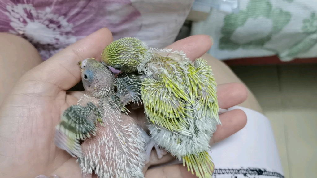 【虎皮鹦鹉】刚出生十来天的小虎皮鹦鹉