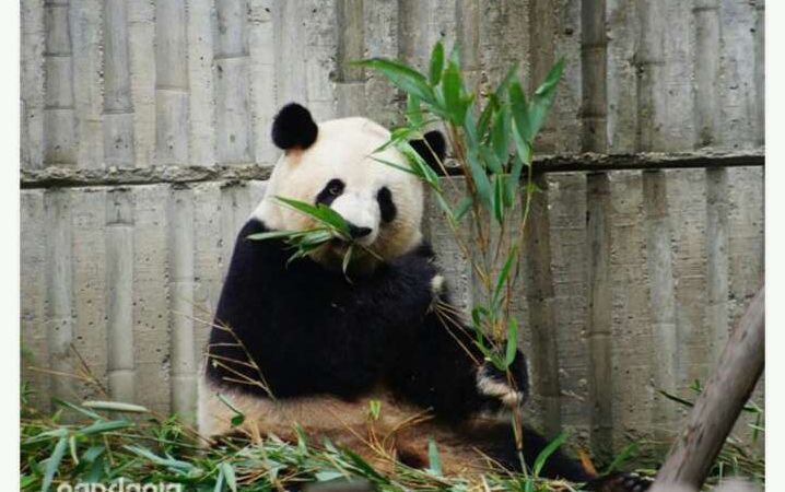 大熊猫思缘图片