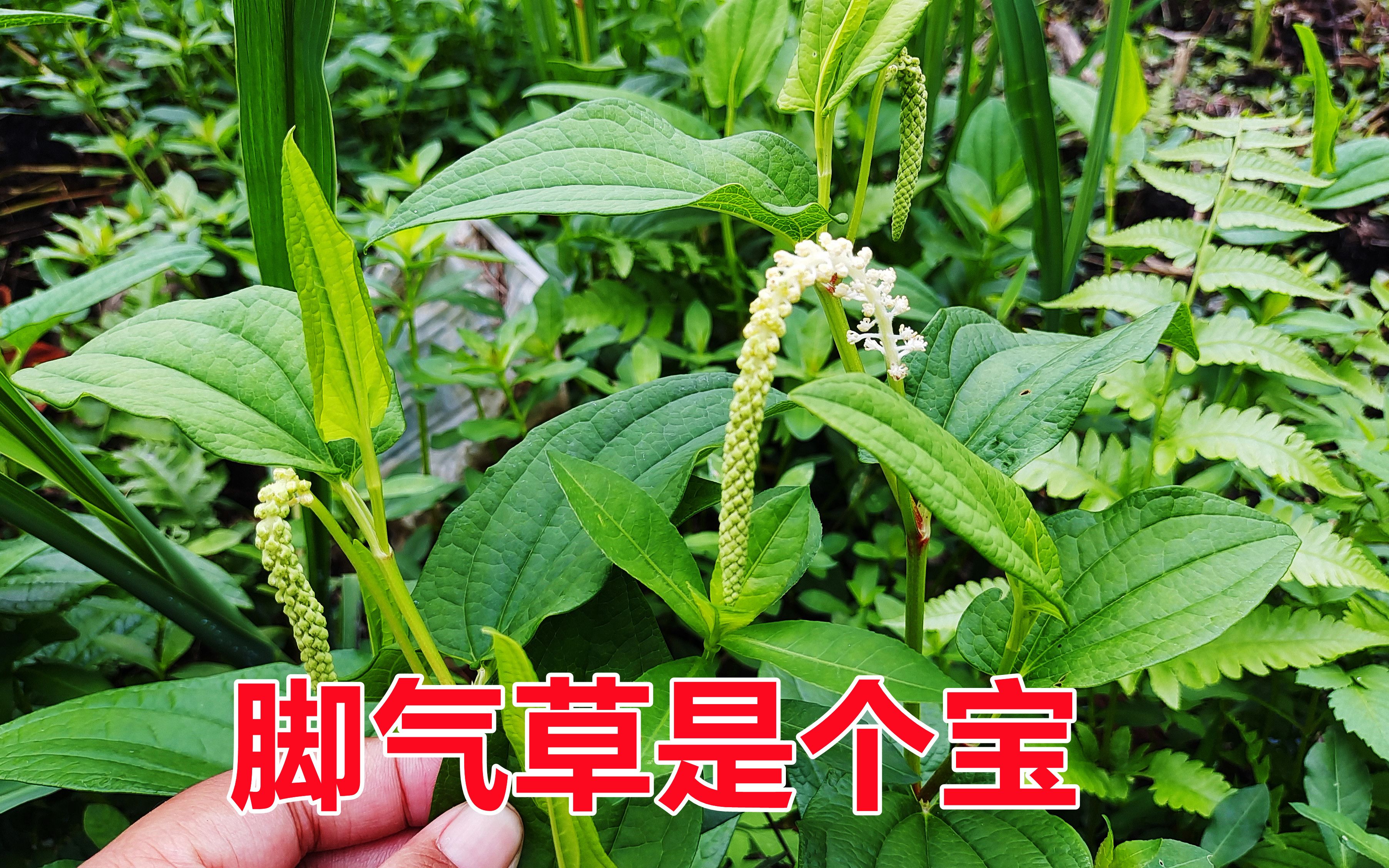 水沟边不起眼的植物,老一辈都叫它"脚气草",解决男女生活烦恼