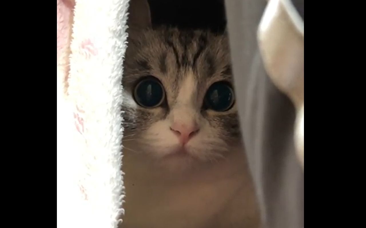 【komaru】一只暗中观察的兔耳小猫咪