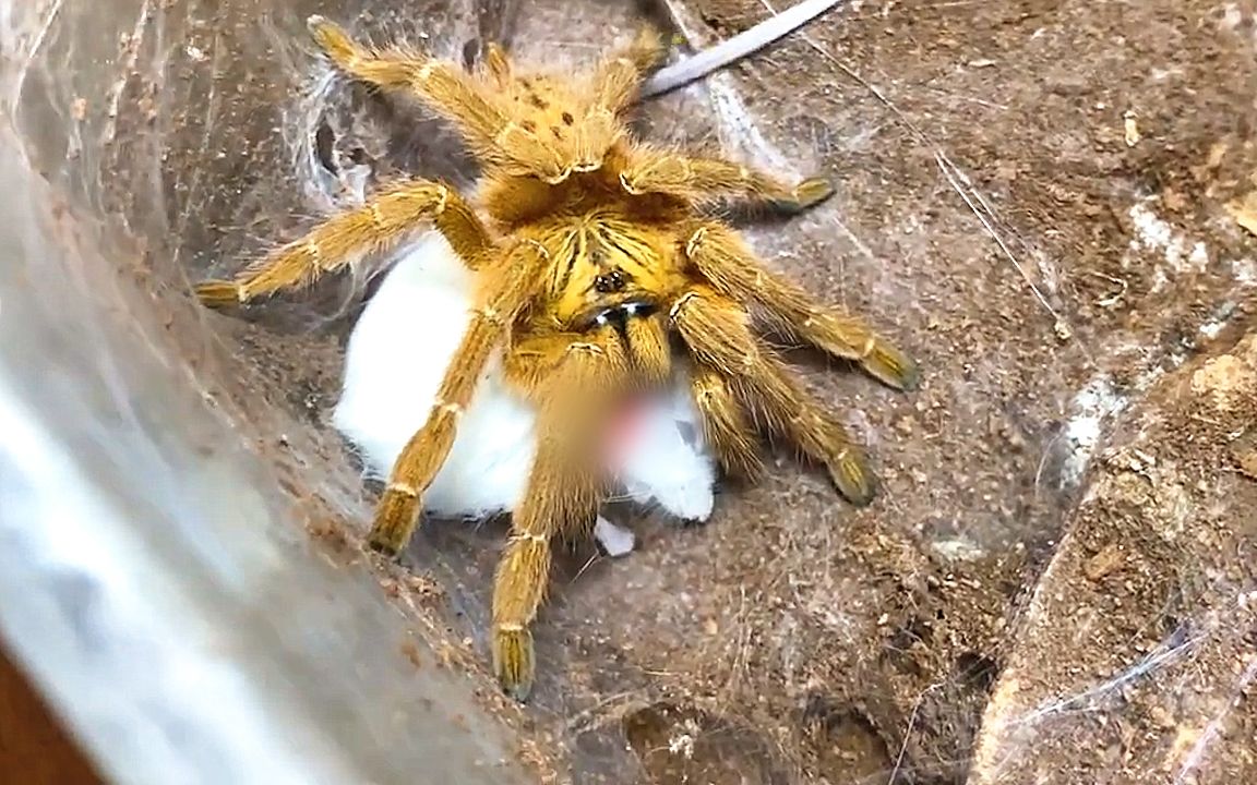 这就是橙巴布蜘蛛!秒杀在死亡边缘疯狂试探的白鼠