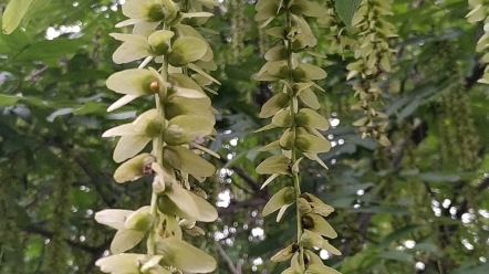 老李拍的枫杨花