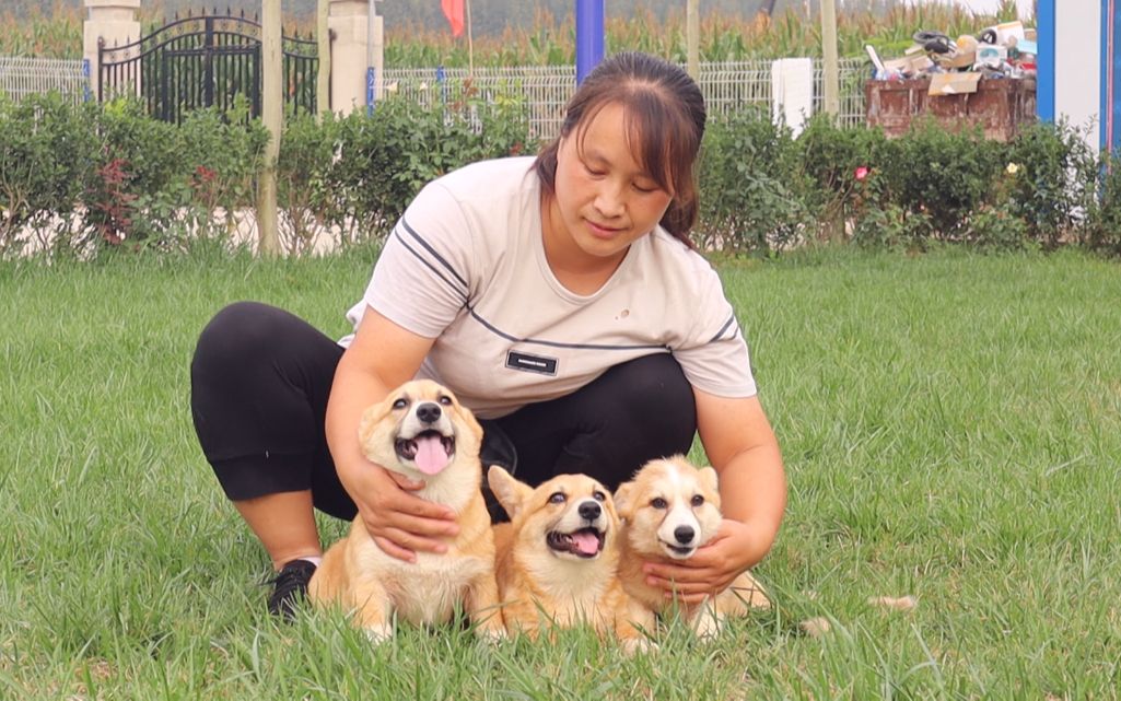 【娇娇姐的日常】很多人羡慕我们养狗,我猜你是羡慕最后那个撸狗环节哔哩哔哩bilibili