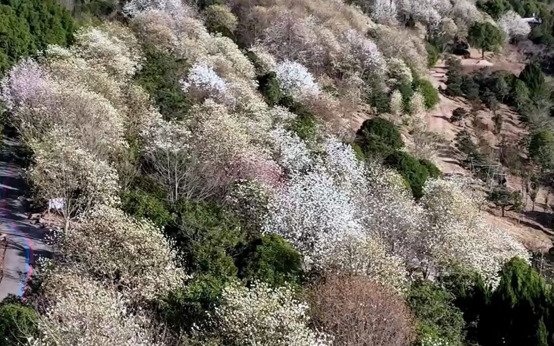 奉化长岭村玉兰花图片