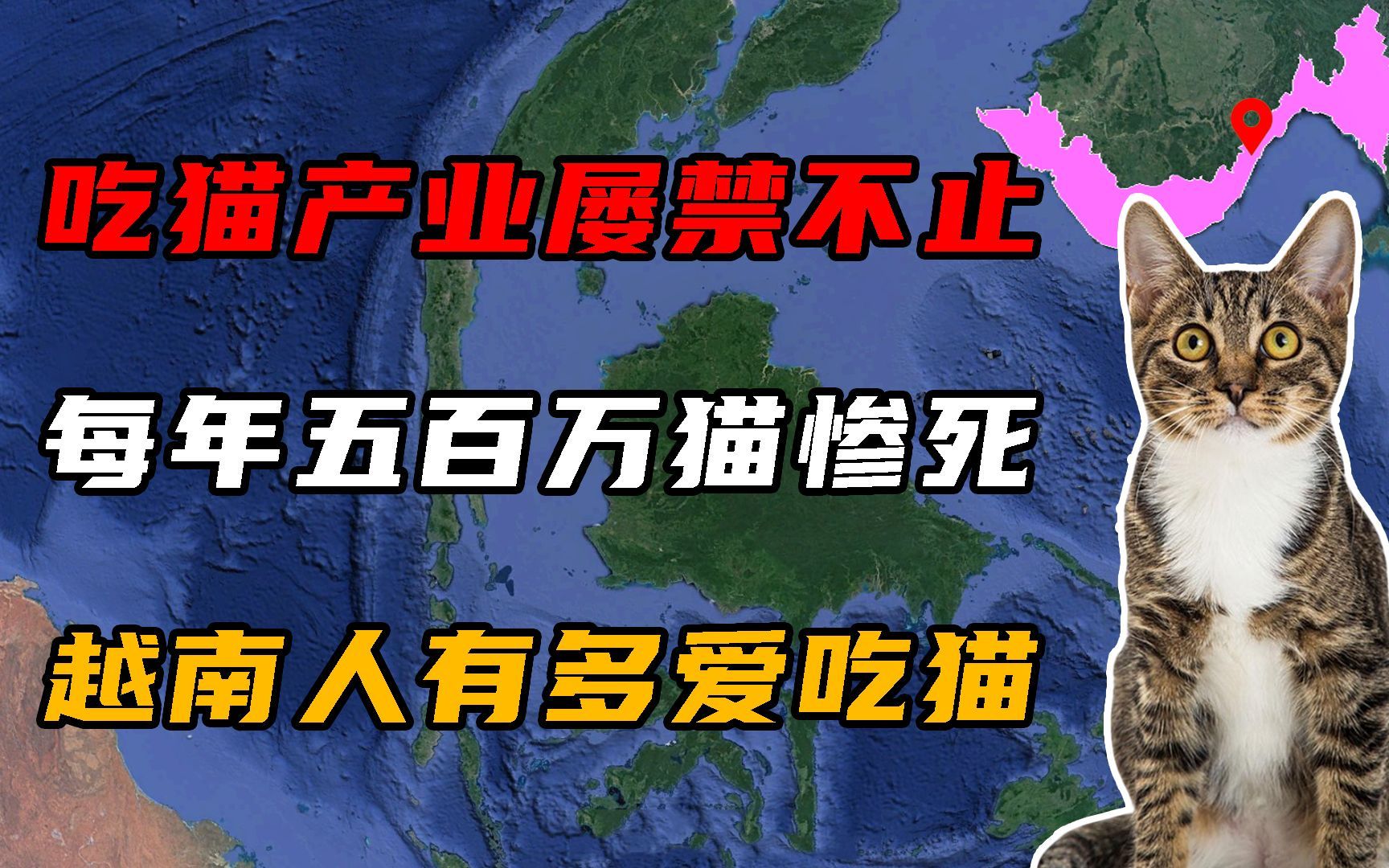 吃猫产业屡禁不止,每年500万只猫惨死,越南人有多爱吃猫?哔哩哔哩bilibili