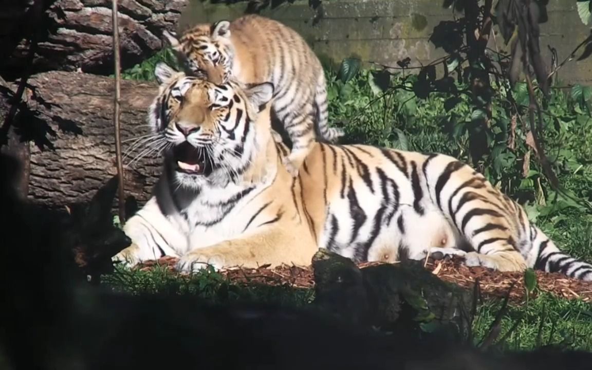 小老虎:"妈妈有多爱我?"虎崽欺负大老虎场面