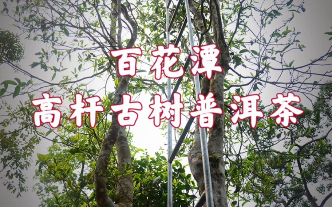 百花潭高杆古树普洱茶的口感怎么样?哔哩哔哩bilibili