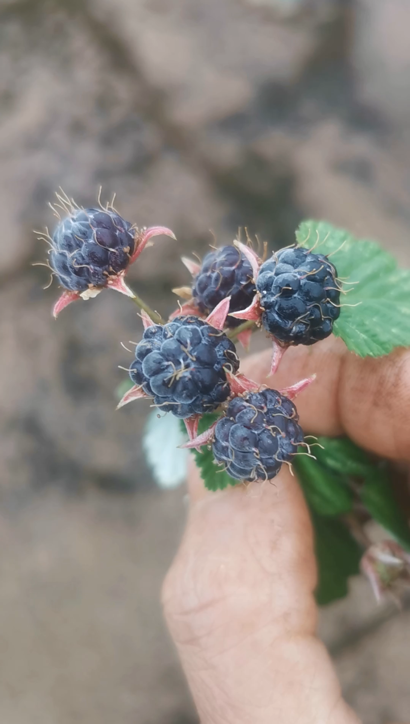 黑泡,白果白草莓熟了,小时候的味道,童年零食野果,可以做果酱