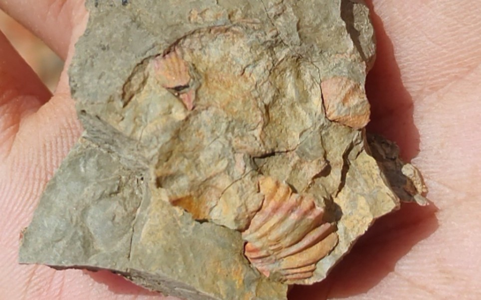 五四老青年到六景寻找化石