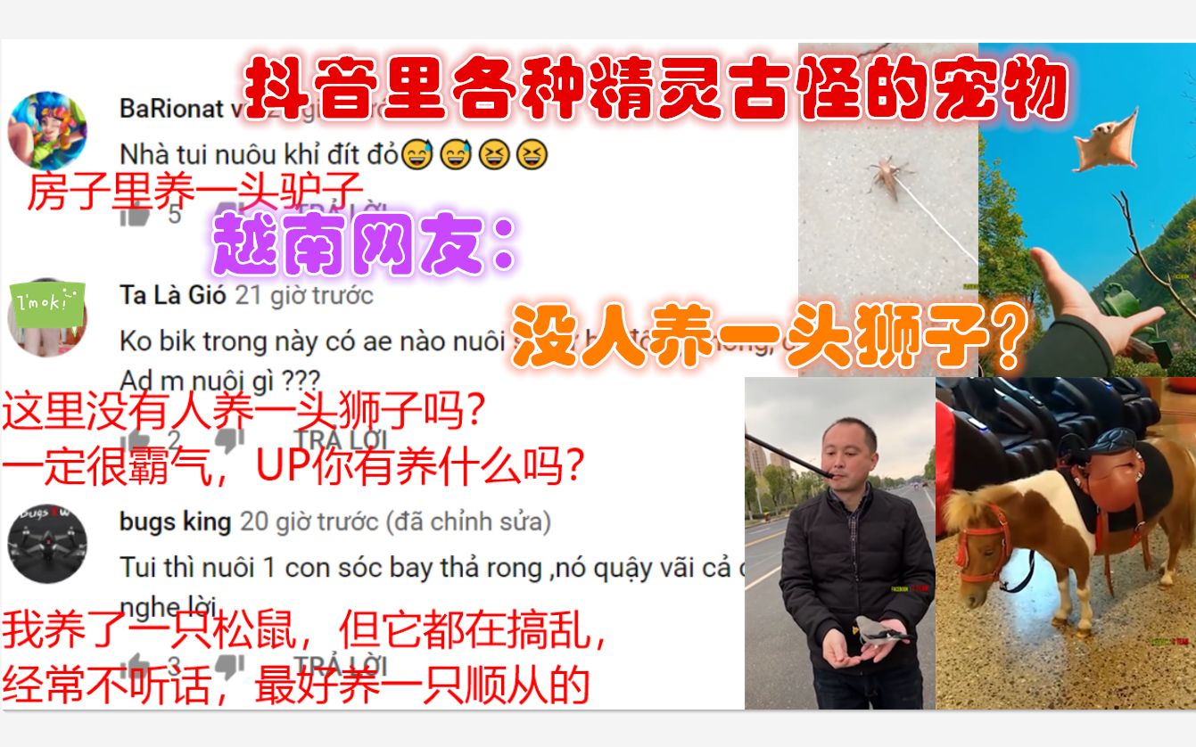 抖音里各种精灵古怪的宠物!越南网友:没人养一头狮子?哔哩哔哩bilibili