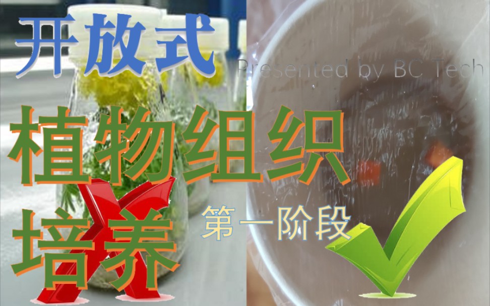 [图]不用严格灭菌！开放式植物组织培养（第一阶段）