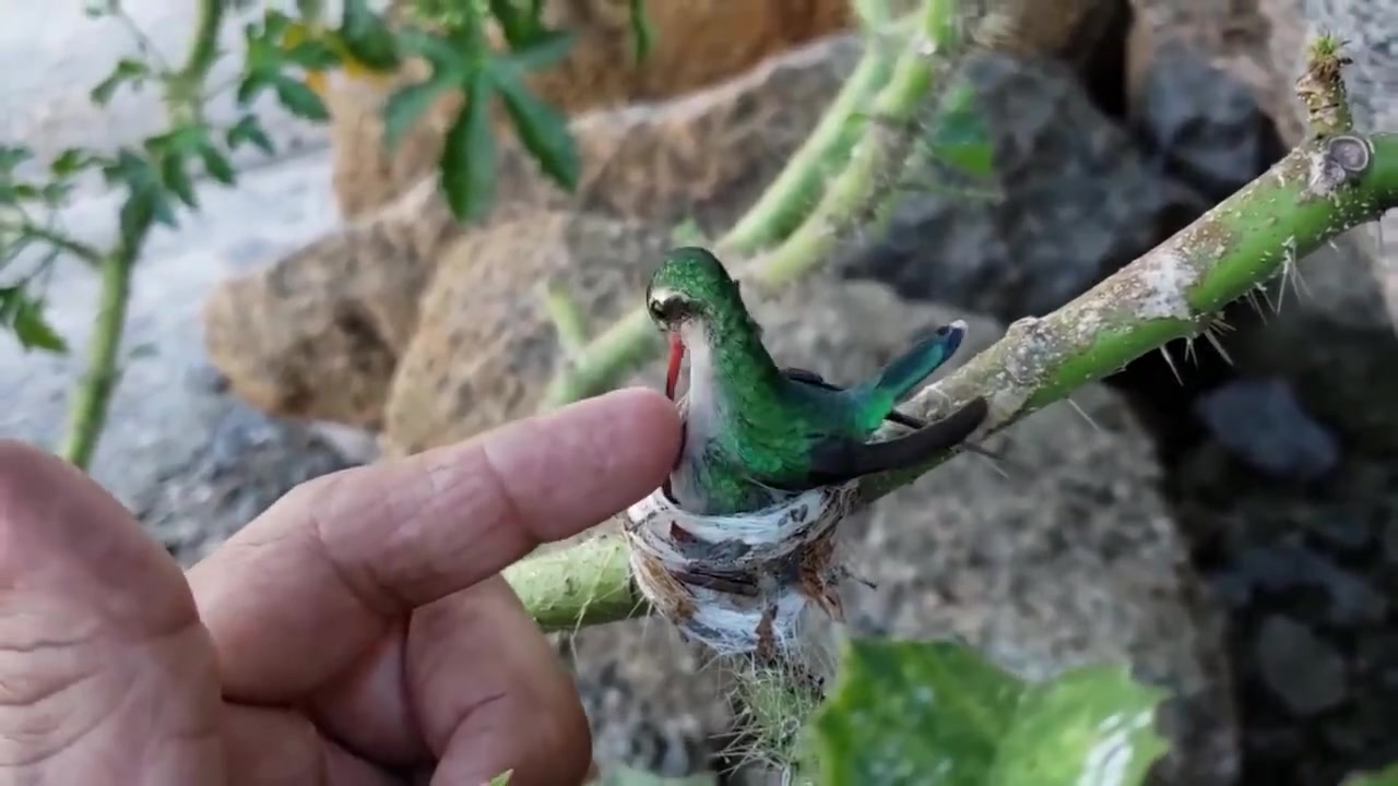 一只正在育雏的蜂鸟,刚孵化不久的蜂鸟宝宝实在是太萌了!像小精