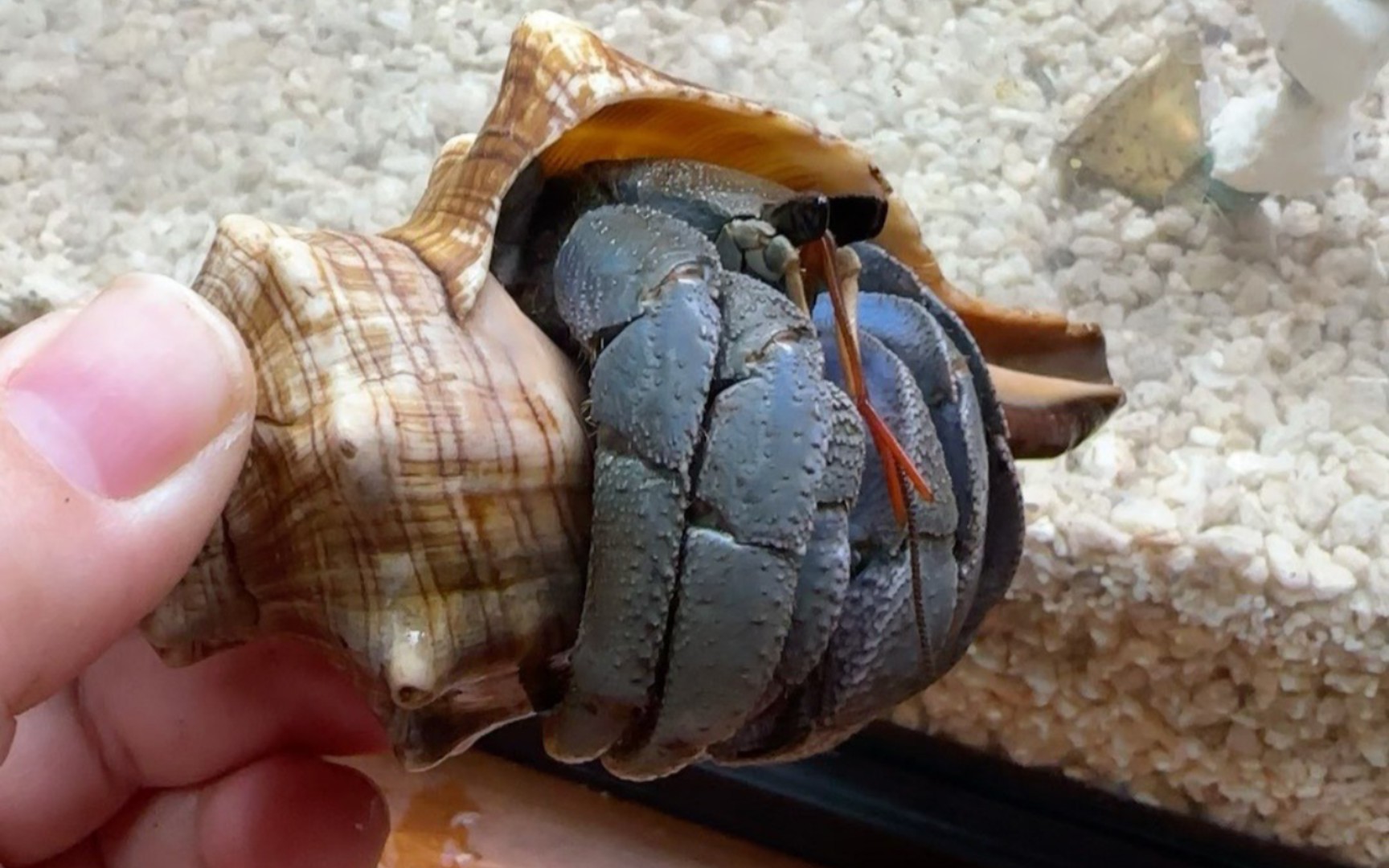 陆寄居蟹最简品种分辨9:深紫寄居蟹