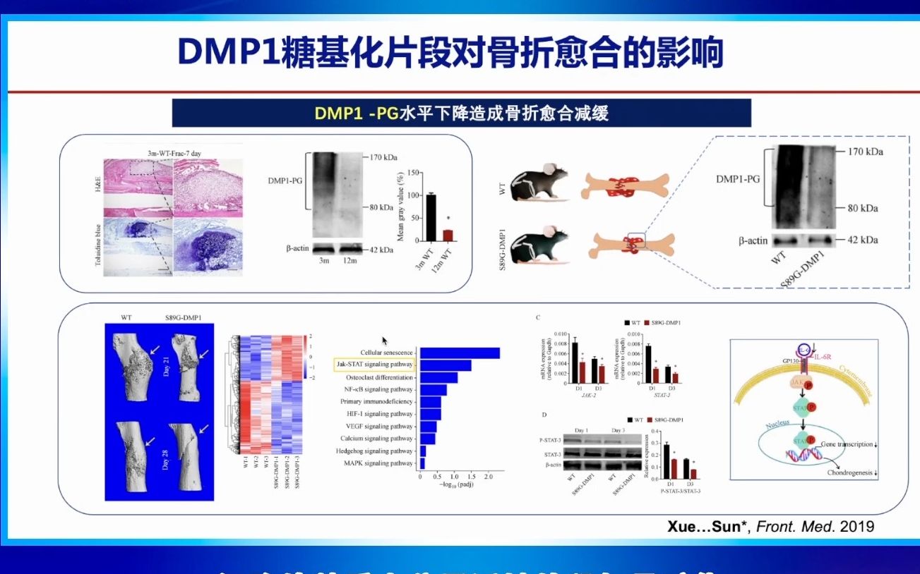 20220821同济大学口腔医学院孙瑶细胞外基质大分子活性片段与骨矿化哔哩哔哩bilibili