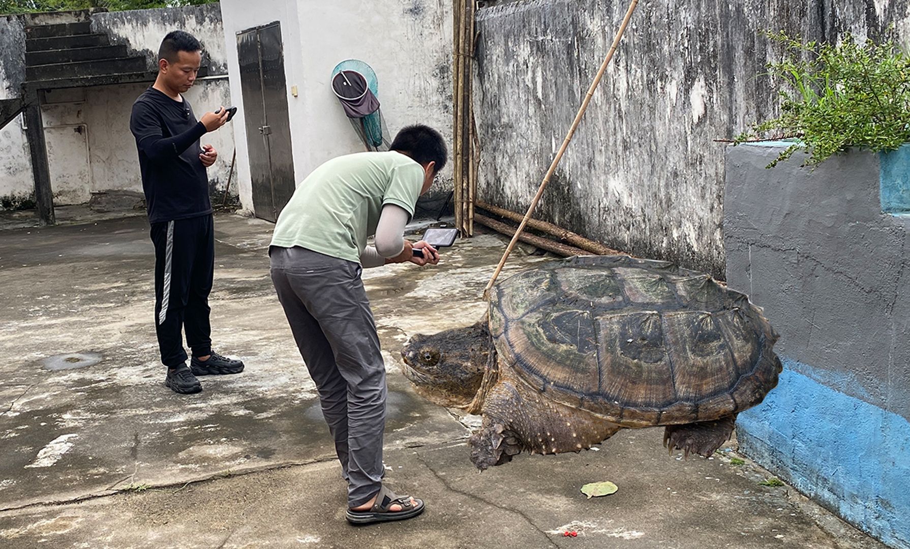 表弟钓鱼,钓到一只金色鳄鱼龟,有老板出价800元,他不卖