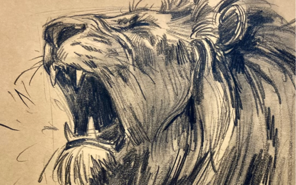 咆哮的狮子(速写 a3)