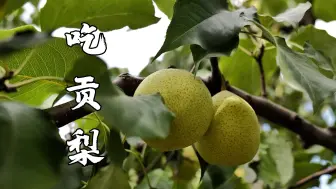 Download Video: 用水果入菜，既好吃又好玩，小孩儿看了走不动道~丨吃贡梨