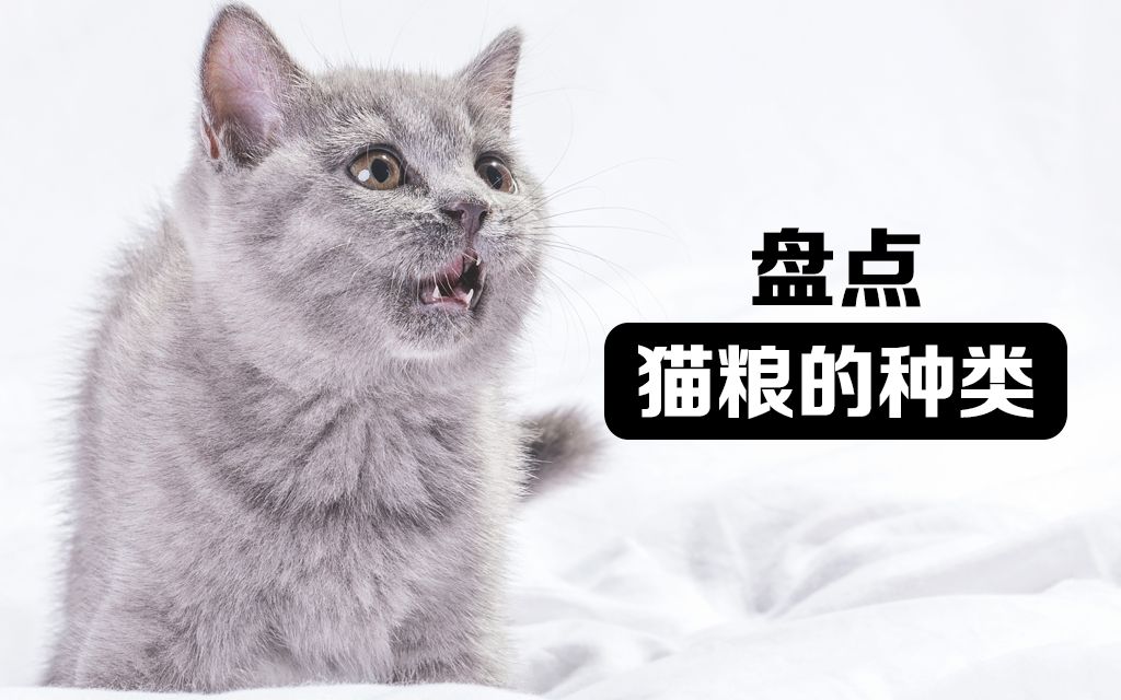 为什么猫粮的价格会相差那么多?哔哩哔哩bilibili