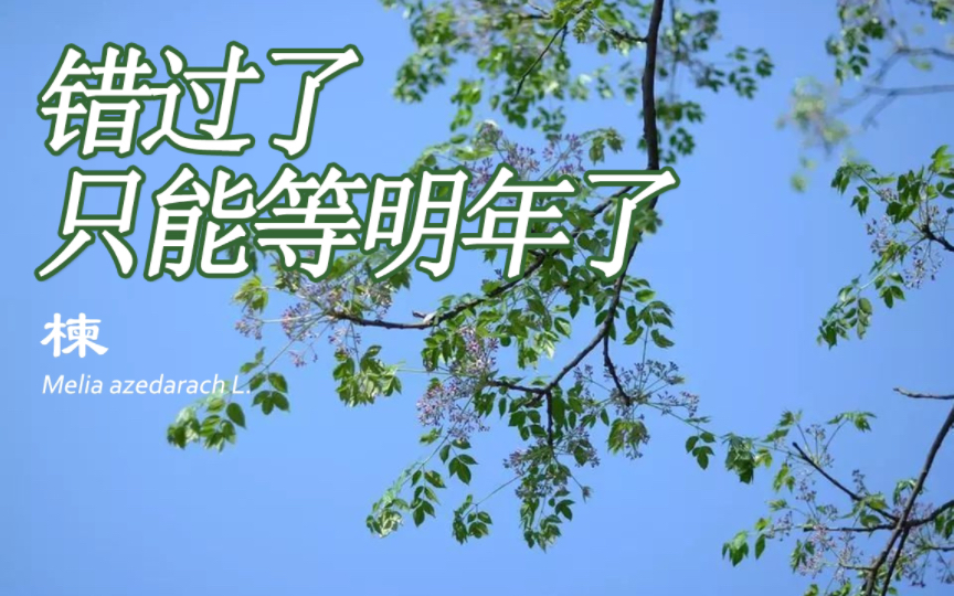 楝花始于暮春,收梢于初夏.楝花飘落,夏天也就来了.今年错过了半个春天,错过了很多植物的花期,要等明年,植物不等人,时间更不等人,错过就意...