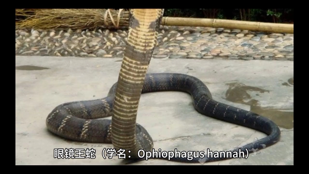 眼镜蛇科眼镜王蛇属的前沟牙类毒蛇:眼镜王蛇