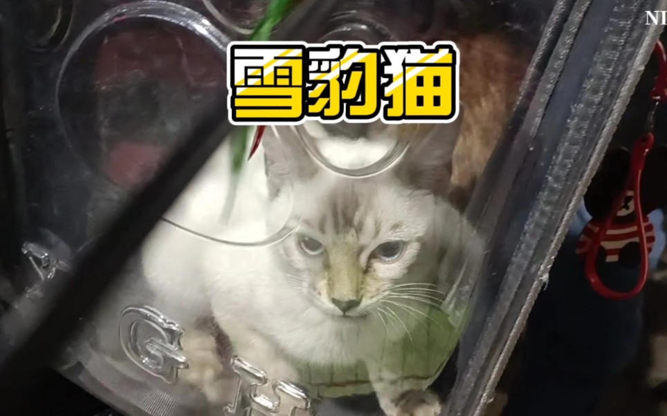 宠物市场百年一见的雪豹猫,可惜价格太贵了.哔哩哔哩bilibili