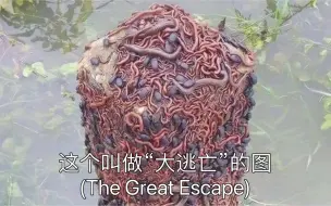 Download Video: 刚刚仔细看了一下那张叫做“大逃亡”的图(The Great Escape)，喜欢归喜欢，但我认为这个可能是摆拍的……分析了一下图上的几种生物，大体我家都是有的…