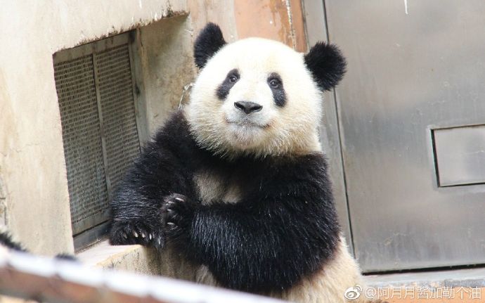 【大熊猫】么么儿就是我家三公子