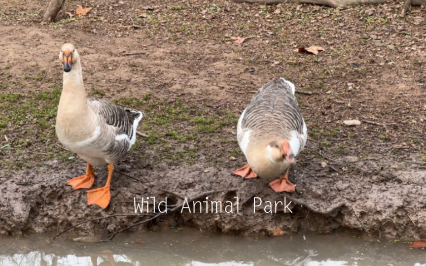 鹅鹅鹅～豚豚豚