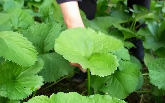 [图]【新农人】庭院植物大有作为