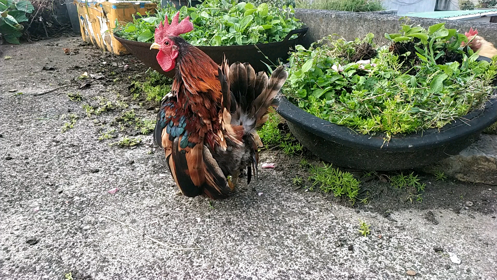 【宠物鸡】变得和小时候一样花