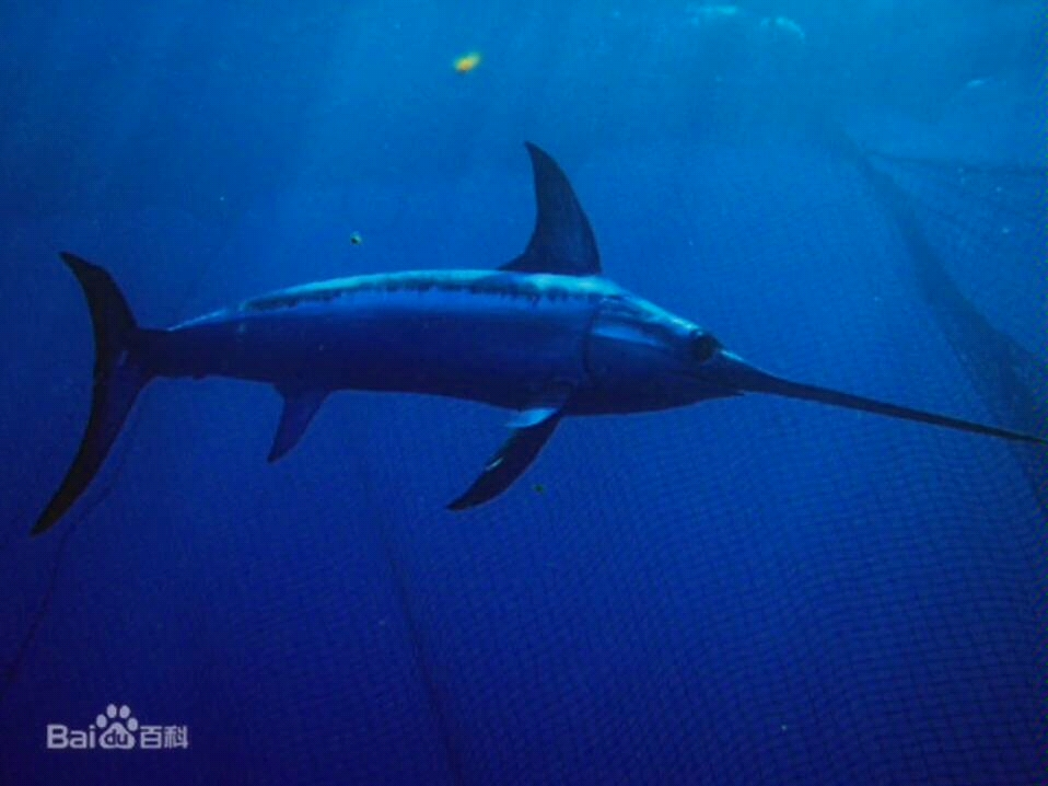 深蓝之剑——剑鱼